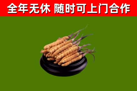 佳木斯回收冬虫夏草